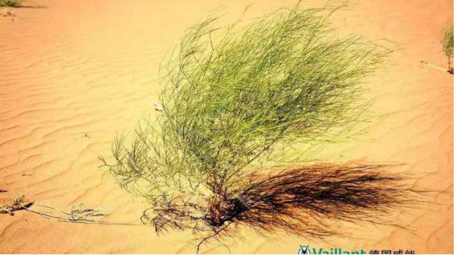 當(dāng)SEE遇到SEEDS，“1億棵梭梭”公益項(xiàng)目獲威能認(rèn)捐